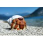 3D INTERNATIONAL 3D HERMIT CRAB