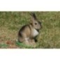 LAPIN - ASSIS 1 NATUR FOAM