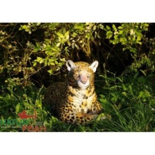 LEOPARD AU REPOS NATUR FOAM